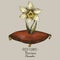Vintage birth month flowers, Narcissus flower, December magic floral illustration