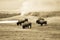 Vintage bison grazing next to Old Faithful Geyser, Yellowstone N