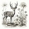 Vintage Black And White Clipart Images Of Deer And Wild Flowers