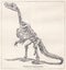 Vintage black and white illustration of a Skeleton of Iguanodon.