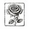 Vintage Black And White Rose Stamp Illustration With Elaborate Borders