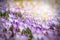 Vintage blooming violet crocuses