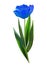VINTAGE the BLUE tulip