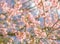 Vintage blurry photo of Abstract nature background with flower