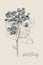 Vintage botanical illustration flower anthurium. Flower concept. Botanica concept