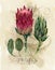 Vintage botanical poster. hand drawn watercolor floral art print with protea flowers.