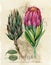 Vintage botanical poster. hand drawn watercolor floral art print with protea flowers.