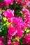 Vintage Bougainvillea flowers