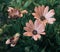 Vintage brown african cape daisy blooms, green leaves,buds,on natural background in fine art still life vintage painting