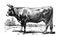 Vintage bull hand drawn/ Antique engraved illustration from from La Rousse XX Sciele