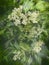 Vintage Camera Flower Photography Elder Berry Blooms Blossoms White Green Blue Light Leaks