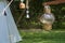 Vintage camping brass lantern with blurred camping area in natural parkland