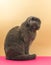 Vintage cat studio photo in profile, cute scottish fold