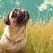Vintage charm Old pug gazes at the horizon in a meadow