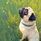 Vintage charm Old pug gazes at the horizon in a meadow