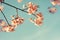 Vintage cherry blossom - sakura flower