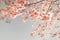 Vintage cherry blossom - sakura flower.