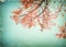 Vintage cherry blossom sakura flower in spring