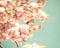 Vintage cherry blossoms