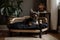 vintage chic pet bed with black velvet pillow in bedroom or living room