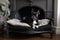 vintage chic pet bed with black velvet pillow in bedroom or living room