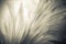 Vintage chicken feathers in soft and blur style for the background