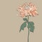 Vintage Chrysanthemum â€“ Illustration