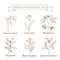 Vintage collection of hand drawn medical herbs and plants, common bean, artichoke, blackberry, dogwood, marshmallow