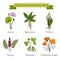 Vintage collection of hand drawn medical herbs and plants, lotus, mandrake, vetiver, sumac, soybean, calofornia poppy