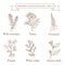 Vintage collection of hand drawn medical herbs and plants, wild rosemary, tansy, fireweed, peanut, white cedar, jimson