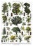 The vintage collection of trees / Diversity of trees Antique engraved illustration from from La Rousse XX Sciele