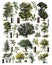 The vintage collection of trees / Diversity of trees Antique engraved illustration from from La Rousse XX Sciele