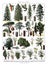 Vintage collection of trees / Diversity of trees with names Antique engraved illustration from from La Rousse XX Sciele