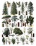 Vintage collection of trees / Diversity of trees with names Antique engraved illustration from from La Rousse XX Sciele