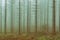 Vintage conifer forest with bare tree trunks and fog