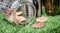 Vintage Cookie in a glass jar on grass