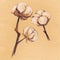 Vintage cotton sepia plant sketch craft paper isolated