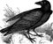 Vintage crow illustration clip art
