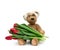 Vintage cute brown teddy bear holds in his paw a red tulip, festive birthday backdrop