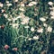 Vintage daisy field in summer, green grass and blooming flowers, chamomile meadow as spring nature and floral background