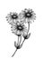 Vintage daisy flowers bouquet, monochrome floral illustration with hand drawn wildflowers in ink sketch