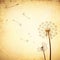 Vintage Dandelion Background