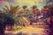 Vintage date palm trees plantation