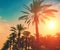 Vintage date palm trees plantation at sunset light