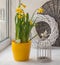 Vintage decoration window with a decorative cage and daffodils