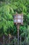 Vintage decorative electric street lamp behind iron fence in nat
