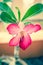 Vintage Desert rose flower