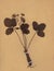 Vintage dried foliage flower on paper dated 1896