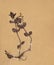 Vintage dried foliage flower on paper dated 1896