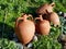 Vintage earthenware clay pots